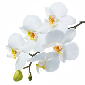 Стол обеденный Танго белый/Орхидея в Полтавке - poltavka.katalogmebeli.com | фото 3